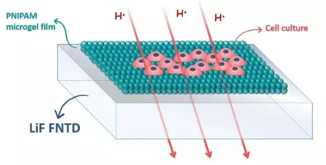 l'immagine riporta il grafico dell'attività del progetto sono evidenziati rivelatori di tracce nucleari fluorescenti (FNTD, Fluorescent Nuclear Track Detector) basati su un materiale tessuto-equivalente, fluoruro di litio, combinato con film di microgel biocompatibili per culture cellulari